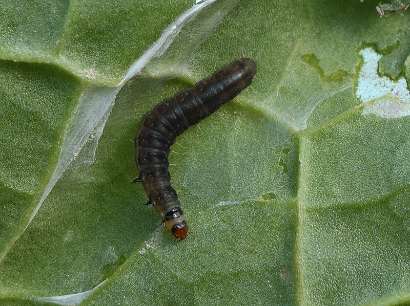 Larva di Cnephasia incertana, Tortricidae